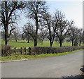 Tree-lined road to Kilpeck, Herefordshire in HR2 9DF