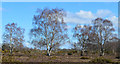 Silver birch trees, Greenham Common, Berkshire in RG14 7HQ
