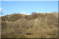 Vegetation on disused land in Cornelly quarry country in South Cornelly