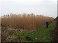 Elephant grass alongside the M6 in CW11 1RE