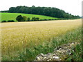 Wall, crop and Beech Copse near Horton in BS37 6QZ
