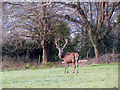 Red Deer stag near Minehead in TA24 5UP