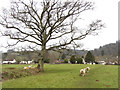 Footpath through farmland near Crowcombe in TA4 4AR