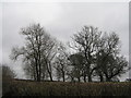 Trees on Sandypit Lane in DE6 6HY