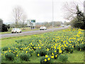 Daffodils on the approach road to Tring in HP23 5UA