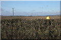 Hat on the hedge in PH1 3PA