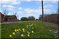 Daffodils by Walkerith Road in DN21 3GB