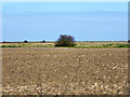 Ploughed field and bush in CT3 4EN