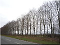 Trees beside the B1506 near Kentfrod in CB8 8FA