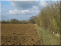 Hedgerow on Arable Field boundary near Grange Farm, Radwinter in CB10 2TE