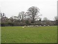 Sheep at Oakley in MK43 7AQ