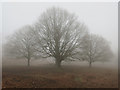 Foggy morning in Richmond Park in KT2 7JR