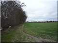 Crop field and mature hedgerow in CB1 9BF