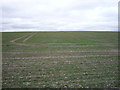 Young crop field near Fulbourn in CB21 5EG