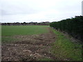 Crop field and hedgerow in CB8 0UL