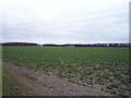 Young crop field off London Road (A1304) in CB8 0UU