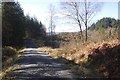 Logging road, Loch Ard Forest in FK8 3TG