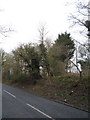 Woodland beside the B1061, Dullingham  in CB8 9XL