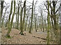 Croham Hurst, woodland in CR2 7BR