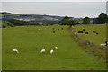 Sheep and cattle grazing in Bonsall & Winster Ward