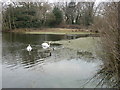 Swans on Alexandra Lake, Wanstead Flats in E12 5EX