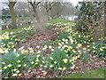Daffodils in the City of London Cemetery in IG1 3DF