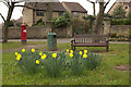 Daffodils, Braithwell in S66 7BA