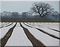 Plastic wrapped field, Hotham Common in YO43 4XL