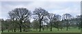 Trees within the Berrington Estate in HR6 0JB