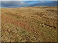 Moorland behind Callander Craig in FK17 8AU