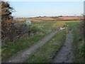 Track and footpath at Penrose in PL27 7UQ