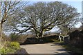 Tree at a bend in Steeple Lane, Worvas Hill in TR26 3HD
