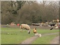 Sheep and hens at Moston Manor in CW11 3PQ