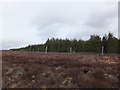 Forestry fence in Strathrory in IV17 0YD