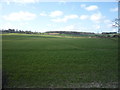 Crop field near Pirton in SG5 3RB