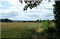 Wheat field near Bourton, Shropshire in TF13 6QL