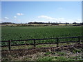 Crop field near Eversholt in MK17 9EA