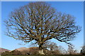 An English Oak beckons the Spring in Portinscale