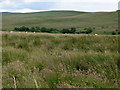 Rough pastures near Craigshield and the valley of Warks Burn in NE48 3DS