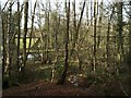 Stream and woodland near Mother Ludlam's Cave in GU9 8ES