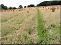 Tracks in the grass towards Crowdown Wood in CT6 7LL