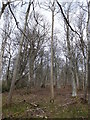 Beech trees in woodland at Dochmaluag in IV14 9AF
