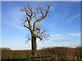 Damaged ash in Barnby in the Willows