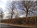 Trees by Basingstoke Road, Kingsclere in RG20 5NH