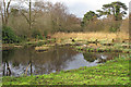 View of the old Decoy Pond from the Hide, North Cove Nature Reserve in North Cove