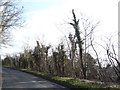 Trees beside Hexton Road in Hexton