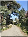 Evergreen trees by Lower Knowle Road near Packsaddle Bridge in TQ13 9SP