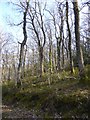 Trees and undergrowth on the edge of Yarner Wood in TQ13 9LL