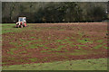Mid Devon : Muddy Field in EX17 4JU
