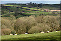 Mid Devon : Countryside Scenery in EX17 4JU